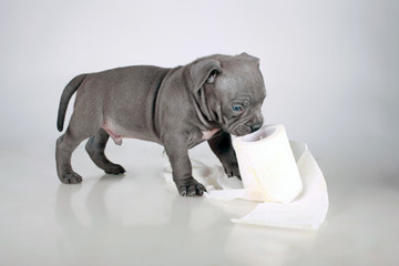 a small puppy of the American Bully breed , plays bites and nibbles toilet paper, does not worry...