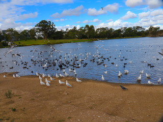 Birds in a Melbourne Park flocking to eat 