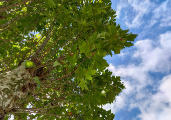 Platano tree (Platanos hispanica) with lobed leaves and blue sky in the background.