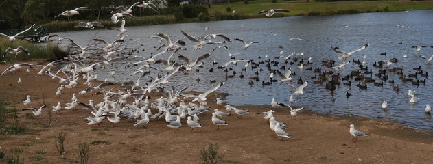 Birds in a Melbourne Park flocking to eat 