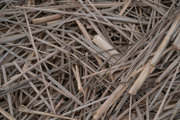 Unwrought dried reed on the lake shore background.