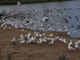Fototapeta premium Birds in a Melbourne Park flocking to eat 