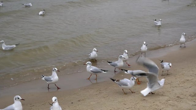 Group of Seagulls welks on sandy beach of Baltic Sea; slow motion shot.