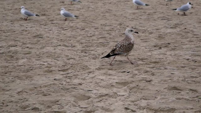 Seagull walks amongst other birds on a sandy beach of Baltic Sea.