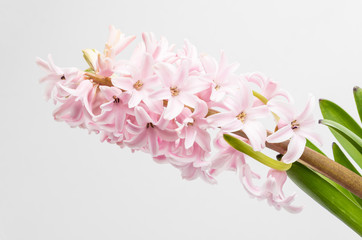 Fototapeta na wymiar Close up of one delicate light pink Hyacinth or Hyacinthus flowers in full bloom in a garden pot isolated on white background in a studio photograph