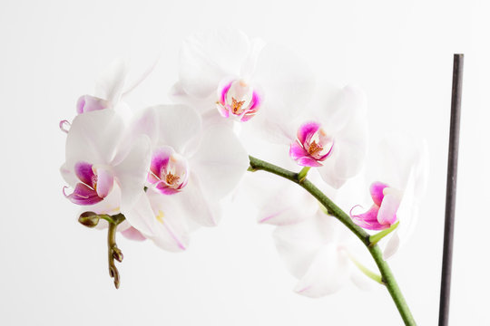 Close up of white and vivid pink Phalaenopsis orchid flowers in full bloom isolated on white studio background photographed with soft focus