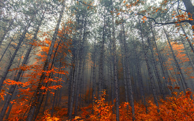 autumn forest in the mist