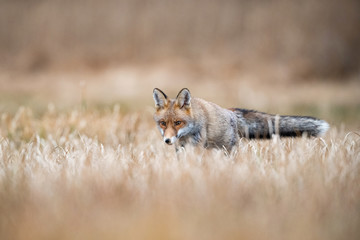 Red fox, Vulpes vulpes The mammal is standing in beautiful colorful autumn environment Europe Czech Republic Wildlife scene from Europe nature. young male