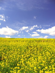 Obraz premium 青空と満開の菜の花咲く春の江戸川土手風景