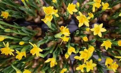 Natural beautiful background with lots of small yellow daffodils.