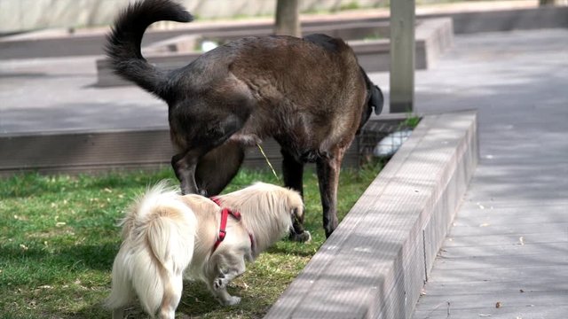 slow motion dog peeing in the park