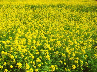 満開の菜の花咲く春の江戸川土手風景