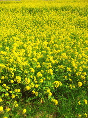 満開の菜の花咲く春の江戸川土手風景