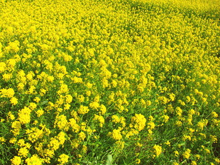 Obraz premium 満開の菜の花咲く春の江戸川土手風景