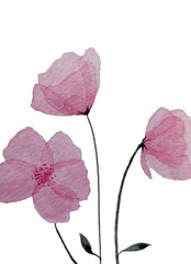 Three watercolor  pink flowers isolated on white background