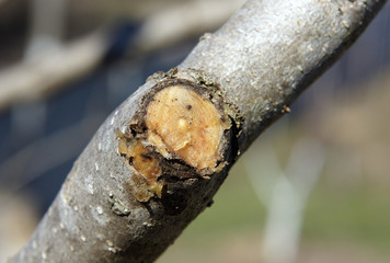 Fototapeta premium Young tree after pruning