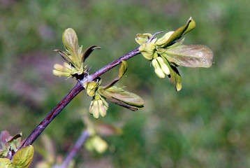 Blue honeysuckle branches with buds