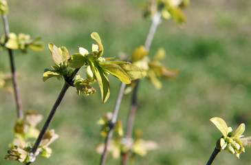 Blue honeysuckle branches with buds