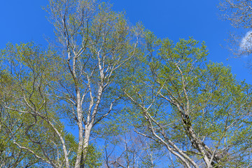 会津駒ヶ岳のブナの新緑