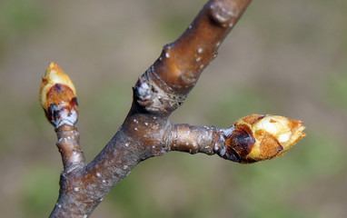 Pear tree branches with buds