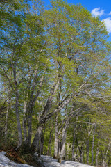 Obraz premium 会津駒ヶ岳のブナの新緑