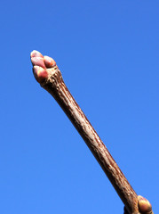 Maple branch with buds