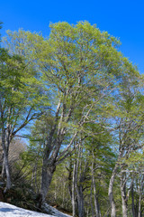 会津駒ヶ岳のブナの新緑