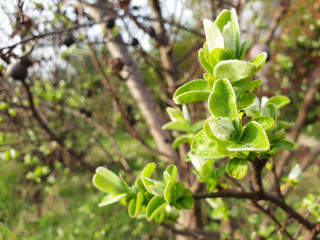 Sprig of apple with new, green leaves on a spring, sunny day.