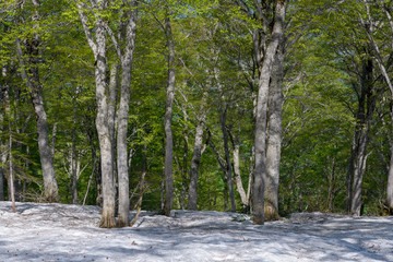会津駒ヶ岳のブナの新緑