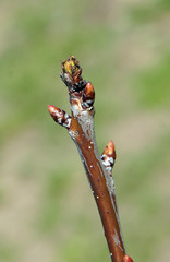 Branch of peach tree with buds