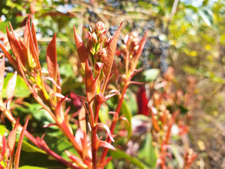 Red young plant sprout under the spring sun on a motley, colorful background of nature.