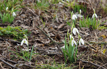 Flowers of Galanthus