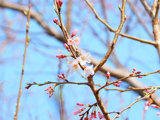 淡墨桜