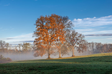 Three Orange Maple Trees in a Misty Landscape - 332150675