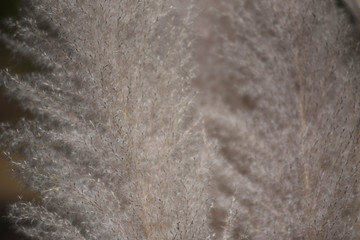 Close-up of long grass moving in wind. meadow reed background