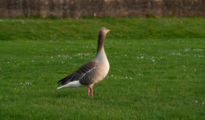 Obraz premium Gans im Frühling auf der Wiese