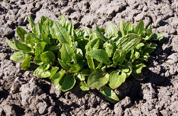 Broad-leaved dock leaves