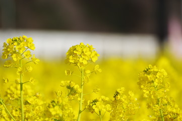 Obraz premium 菜の花