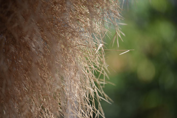 Close-up of long grass moving in wind. meadow reed background