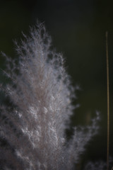 Close-up of long grass moving in wind. meadow reed background