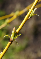 Babylon willow branches with buds