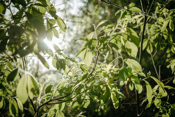 Obraz premium plant in the garden