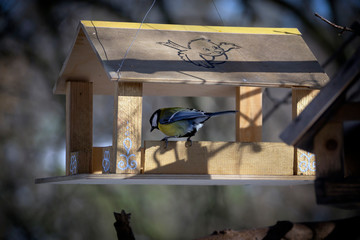 Senchki and sparrows feed in the feeder in early spring.