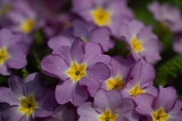 Obraz na płótnie Canvas Purple-Yellow Primrose, Primel