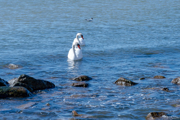Two white swans in the same pose.