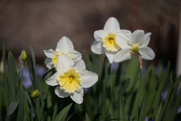 White-Yellow Daffodil, weiss-gelbe Osterklocke - Narzisse