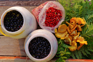 Beautiful chanterelle mushrooms from the autumn forest.