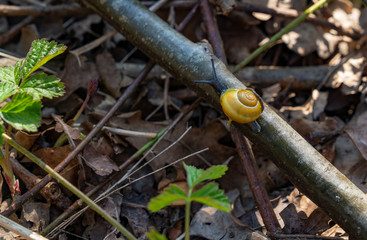 Schnecke wandert über den Ast