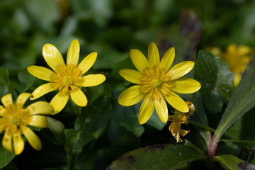 yellow Celandine, gelbe Feigwurz - Scharbockskraut