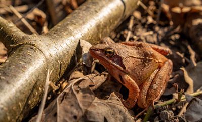 Frosch beim Chillen
